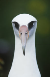 Do you have albatrosses looking you straight in the eye that are weighing you down?